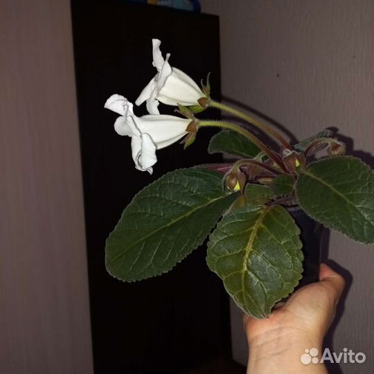 Глоксиния в горшке