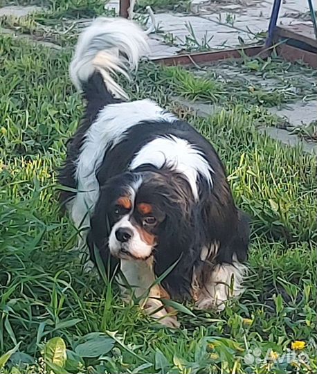 Кавалер Кинг чарльз спаниель вязка РКФ