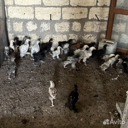 Цыплята, Куры, Петухи
