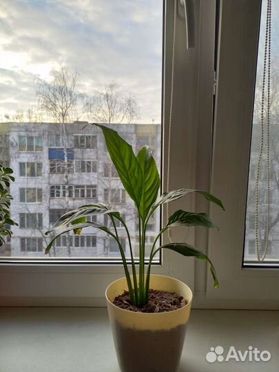 Комнатные цветы