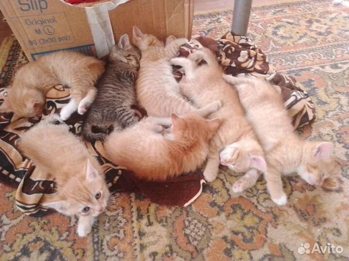 Кошки в добрые руки бесплатно