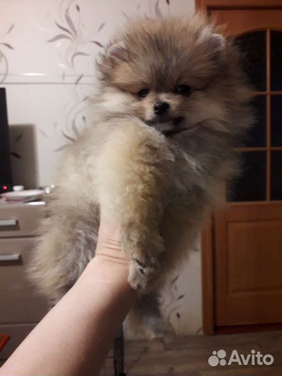 Померанский шпиц