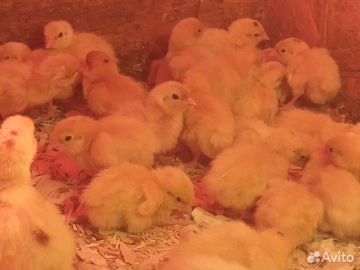 Перепела суточные