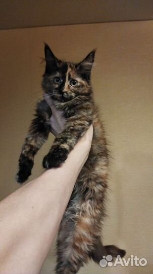 Котята мейн-кун