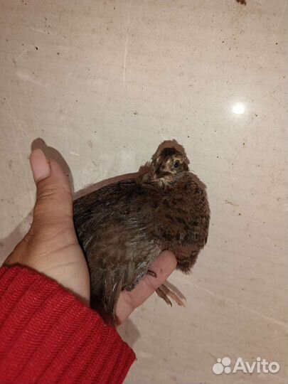 Селадон перепела