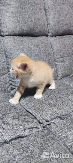 Рыжий котенок в добрые руки