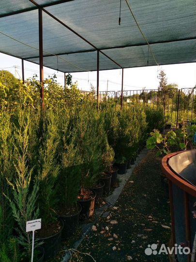 Кипарисы крупномеры