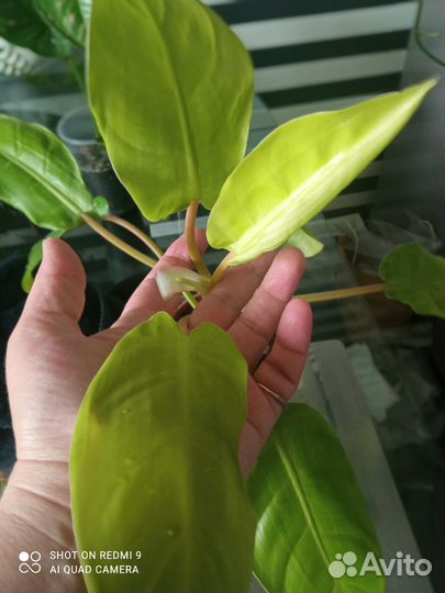 Филодендрон Голд лок, в подарок Синг Манго Алюжн