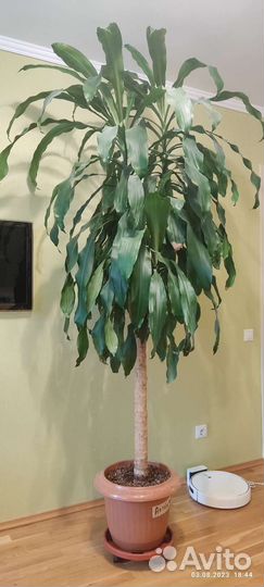 Пальма драцена 240 см