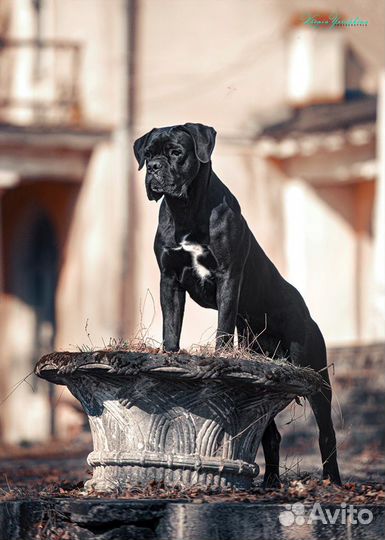 Кобель вязка кане корсо