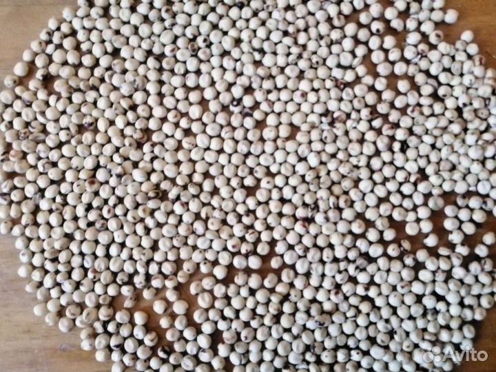 Семена Сорго зерновое, белозерное, голозерное