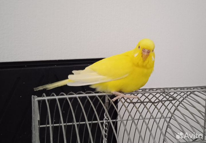 Волнистый попугай с клеткой и принадлежностями