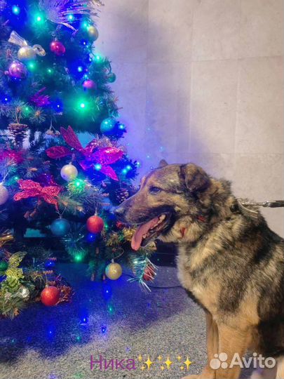 Собака в добрые руки отдам бесплатно