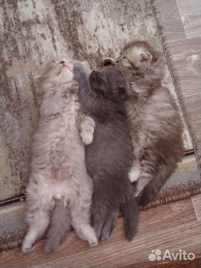 Котята Бриташки