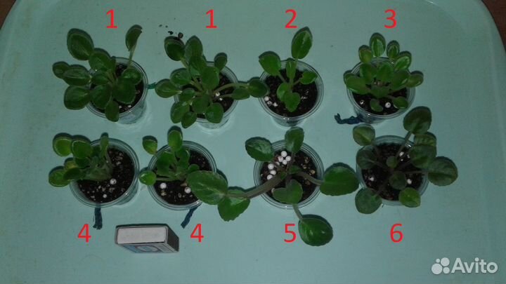 Фиалки сортов полумини