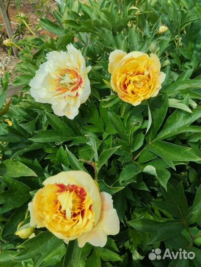 Пион Гарден Треже