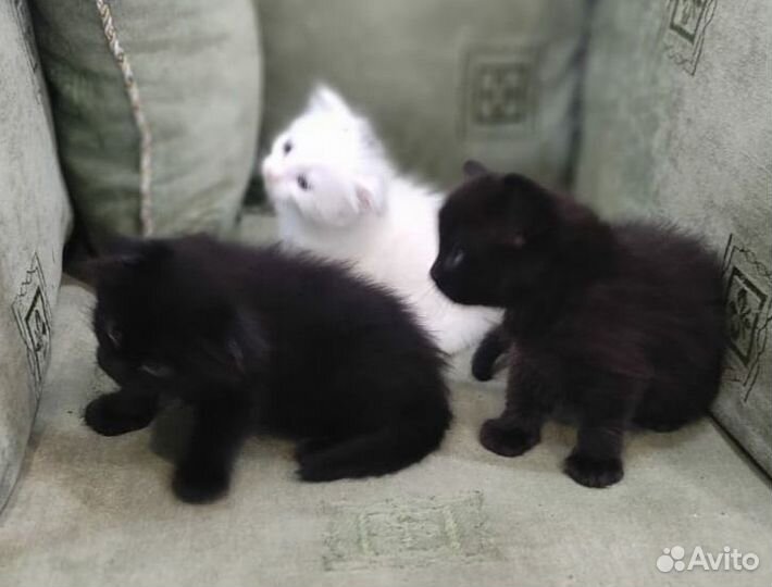 Отдам беслатно котят в добрые руки