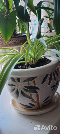 Пальма драцена маргината, хлорофитум