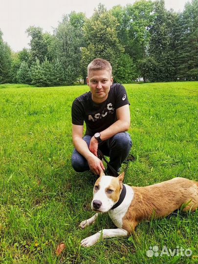 Дрессировка и обучение собак кинолог