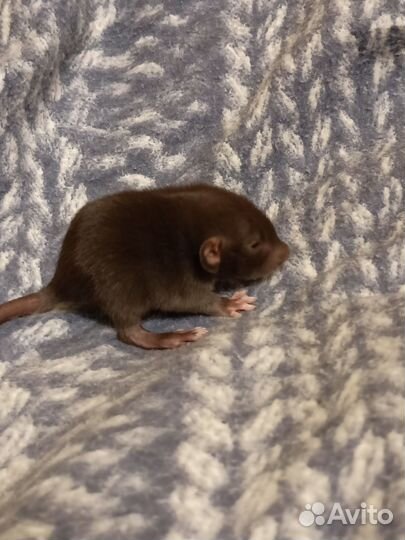 Крысята дамбо девочки Бурмиз