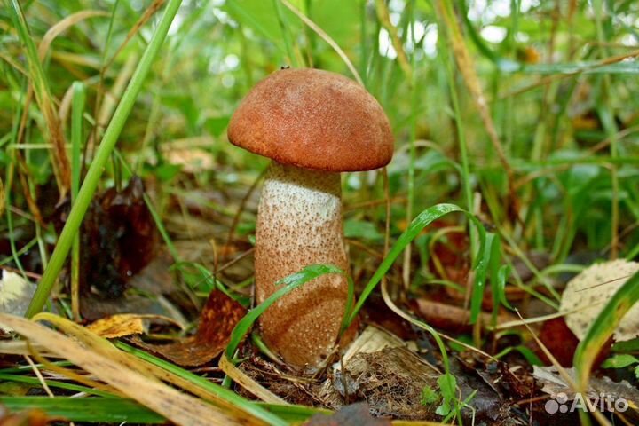 Грибы свежие подосиновики