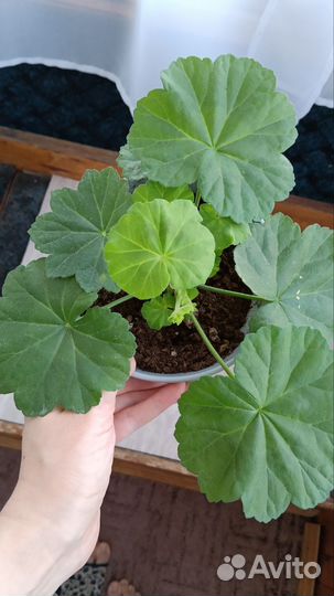 Пеларгония герань Рыжая Бестия