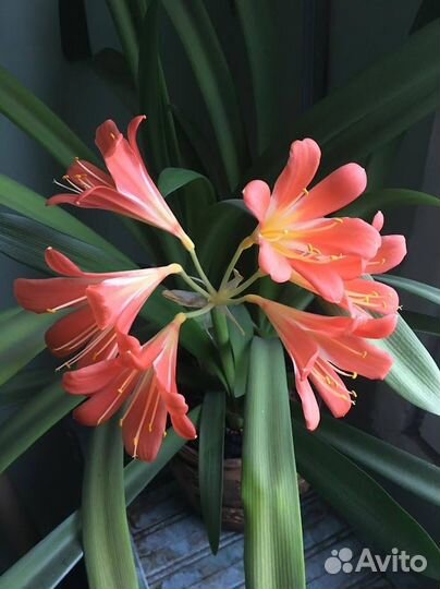 Оксалис, Сенполия, Амариллис