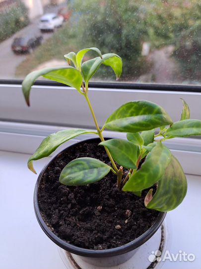 Эсхинантус мраморный