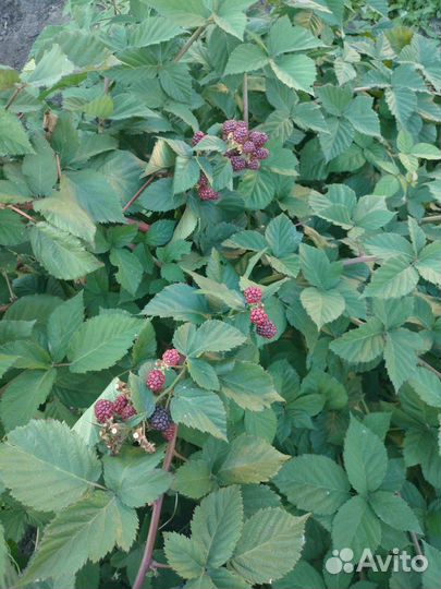 Куст ежевики