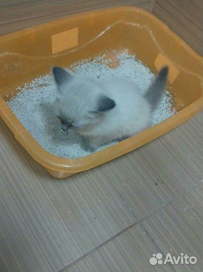 Тайские котята