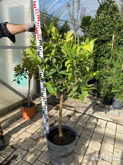 Сладкий аромат