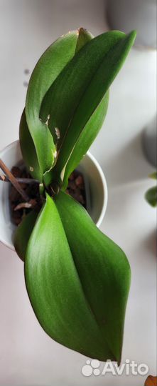 Орхидея фаленопсис