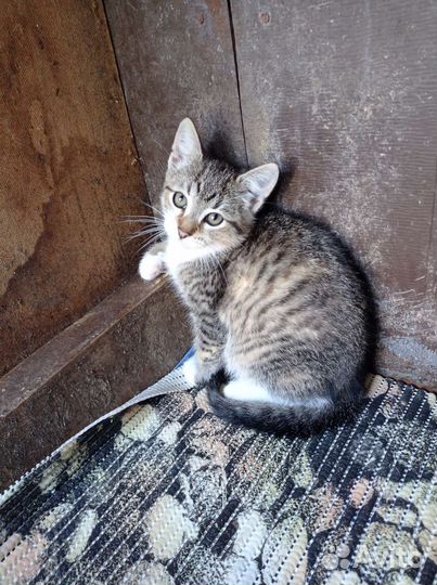 Кошечка 3 месяца, ждёт своих родителей