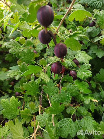 Крыжовник ягоды