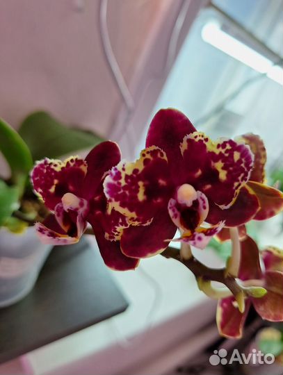 Орхидея фаленопсис бабочка