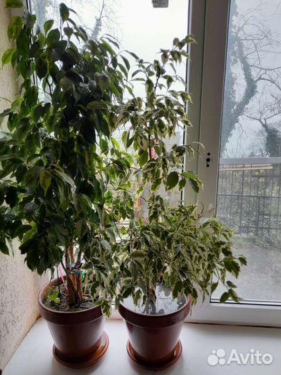 Фикус бенджамина большой