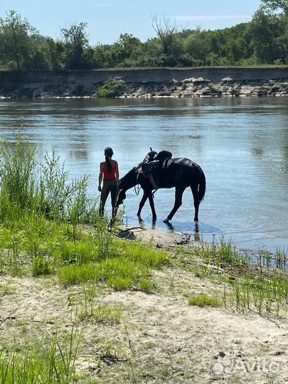 Конные туры выходного дня в Волгоградской области