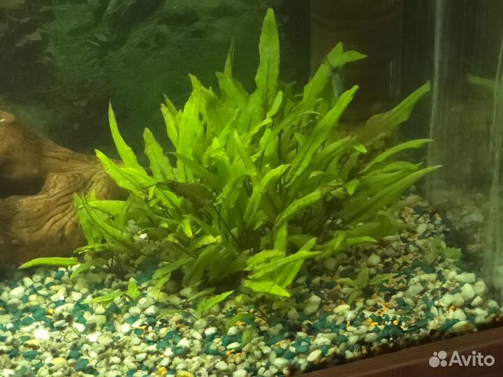 Аквариум с Рыбками полный комплект