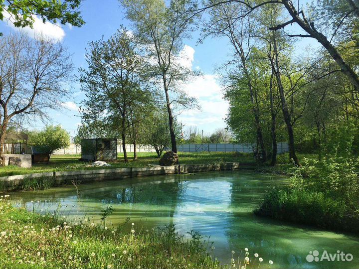 Отдых в лесу у пруда аренда дома бани