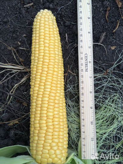 Семена Кукурузы 