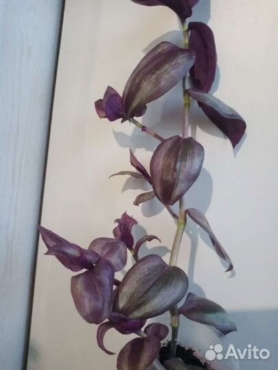 Традесканция