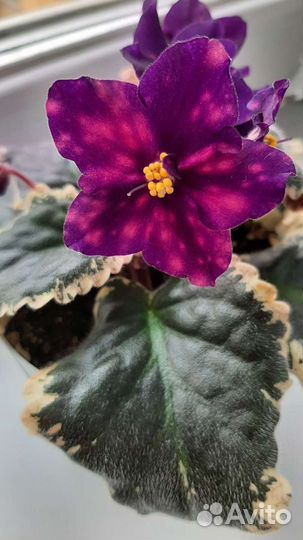 Листики фиалок(свежесрезанные)