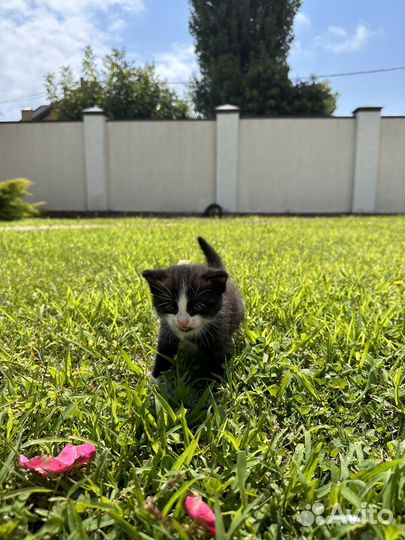 3 черных котенка