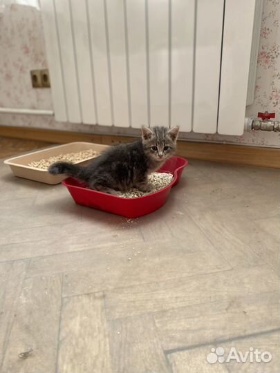 Котята в добрые руки бесплатно