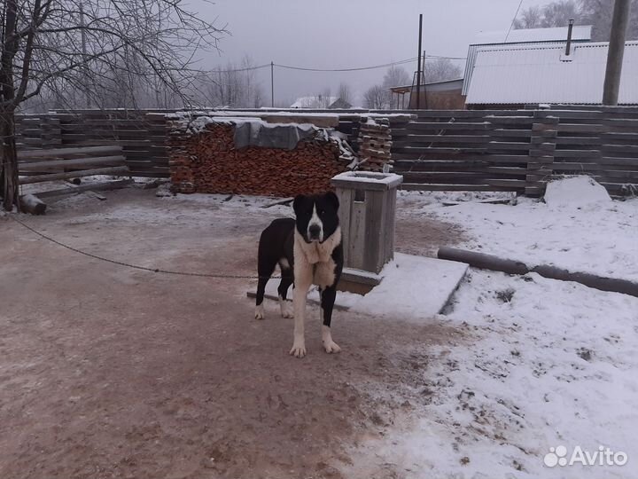 Вязка кобель среднеазиатская овчарка