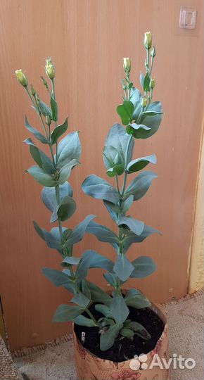 Цветы Эустома