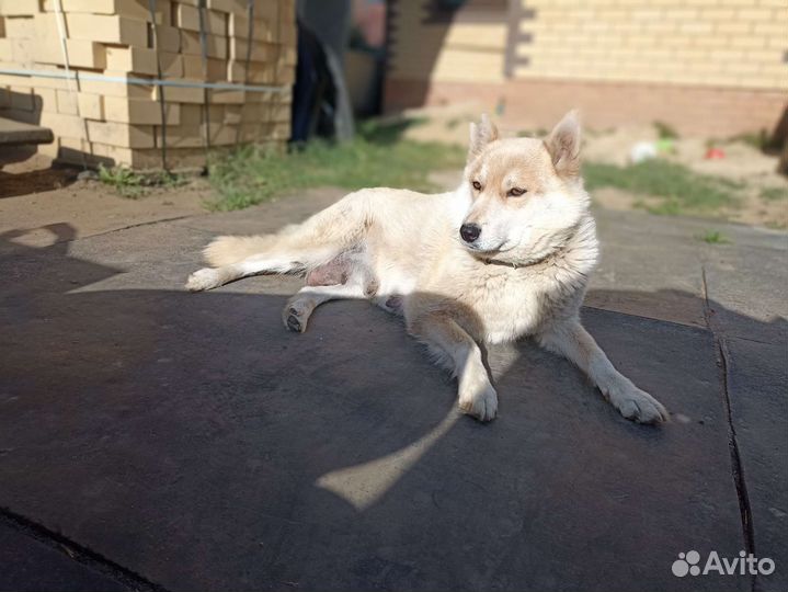Щенки хаски в добрые руки