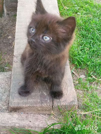 Котенок в дар