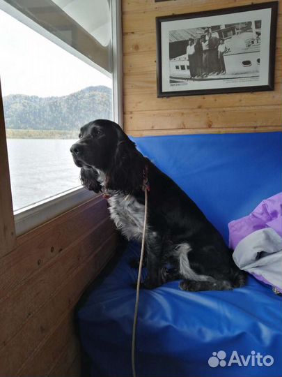 Русский спаниель