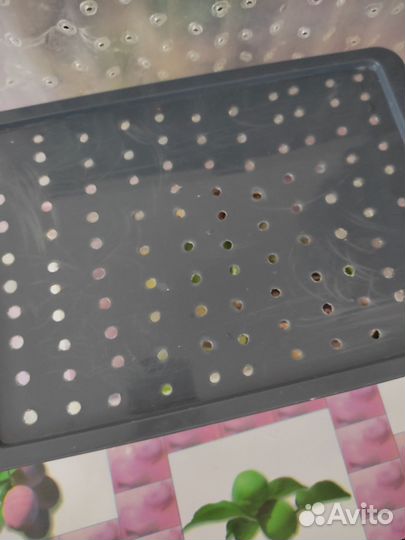 Улитки ахатины бесплатно